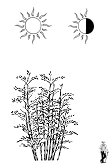 Phyllostachys Bambusoides f. lacrima-deae высокий сорт бамбука